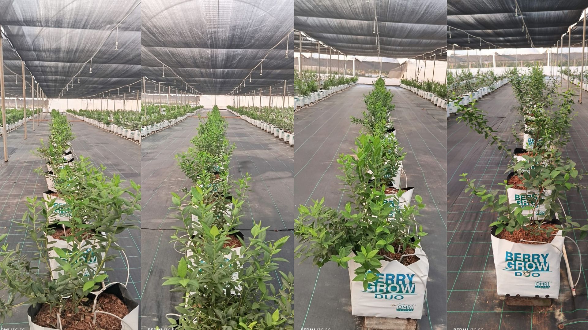 Greeenhouse (high tunnel) blueberry farming