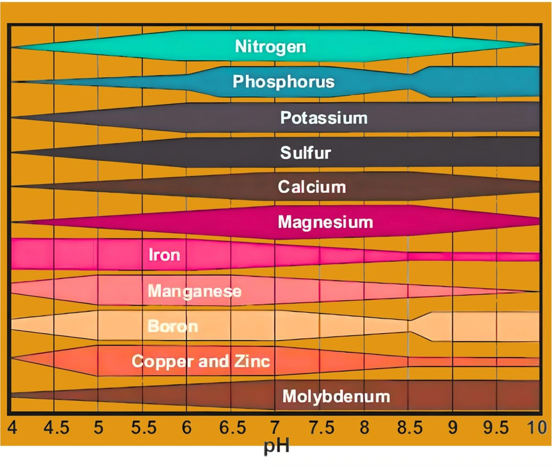 pH and Nutrient Availability Graph for Blueberry Cultivation pH scale showing nutrient availability of nitrogen, phosphorus, potassium, and micronutrients important for blueberry cultivation.