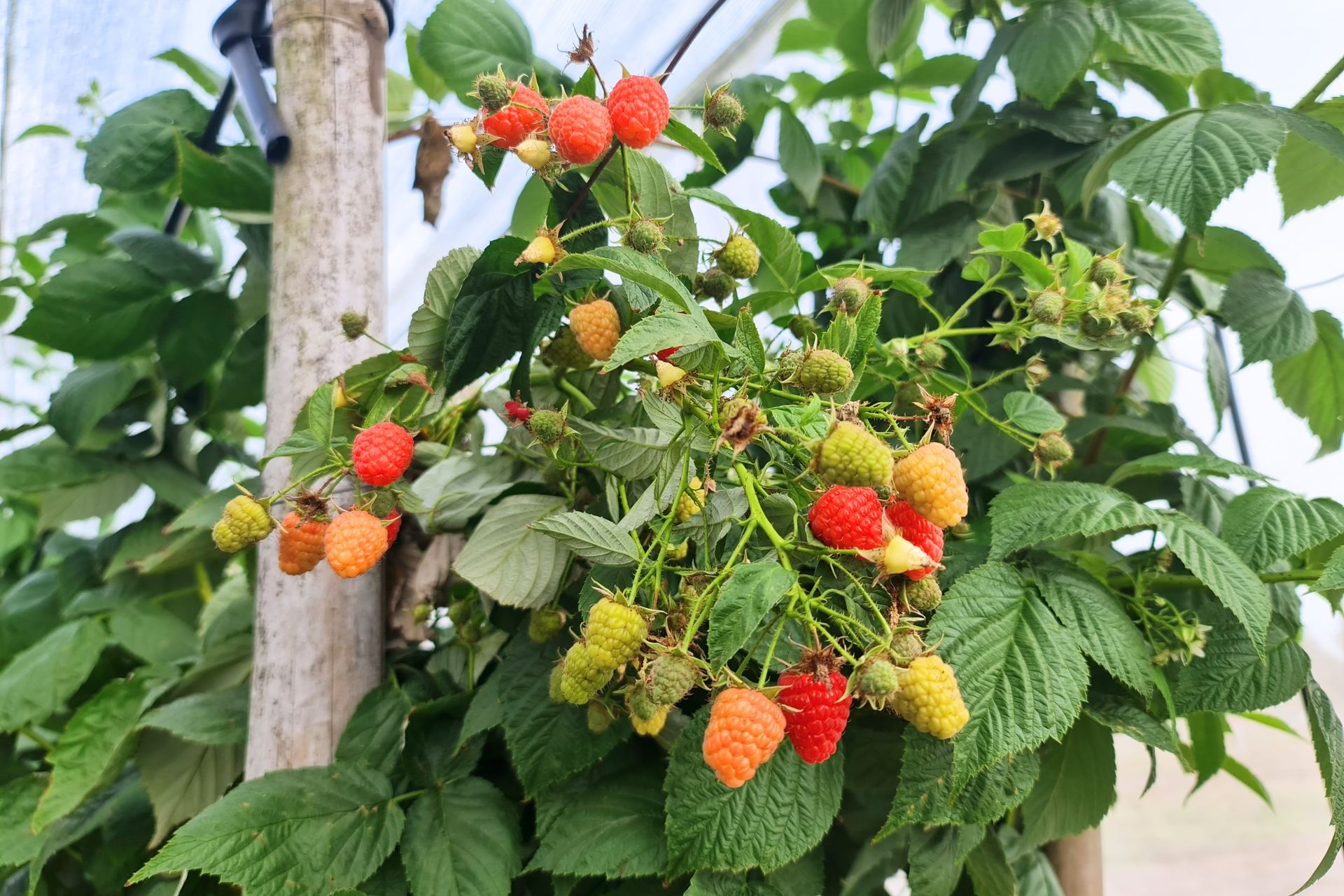 Raspberry fruits  on raspberry plants growing under protected cultivation .
