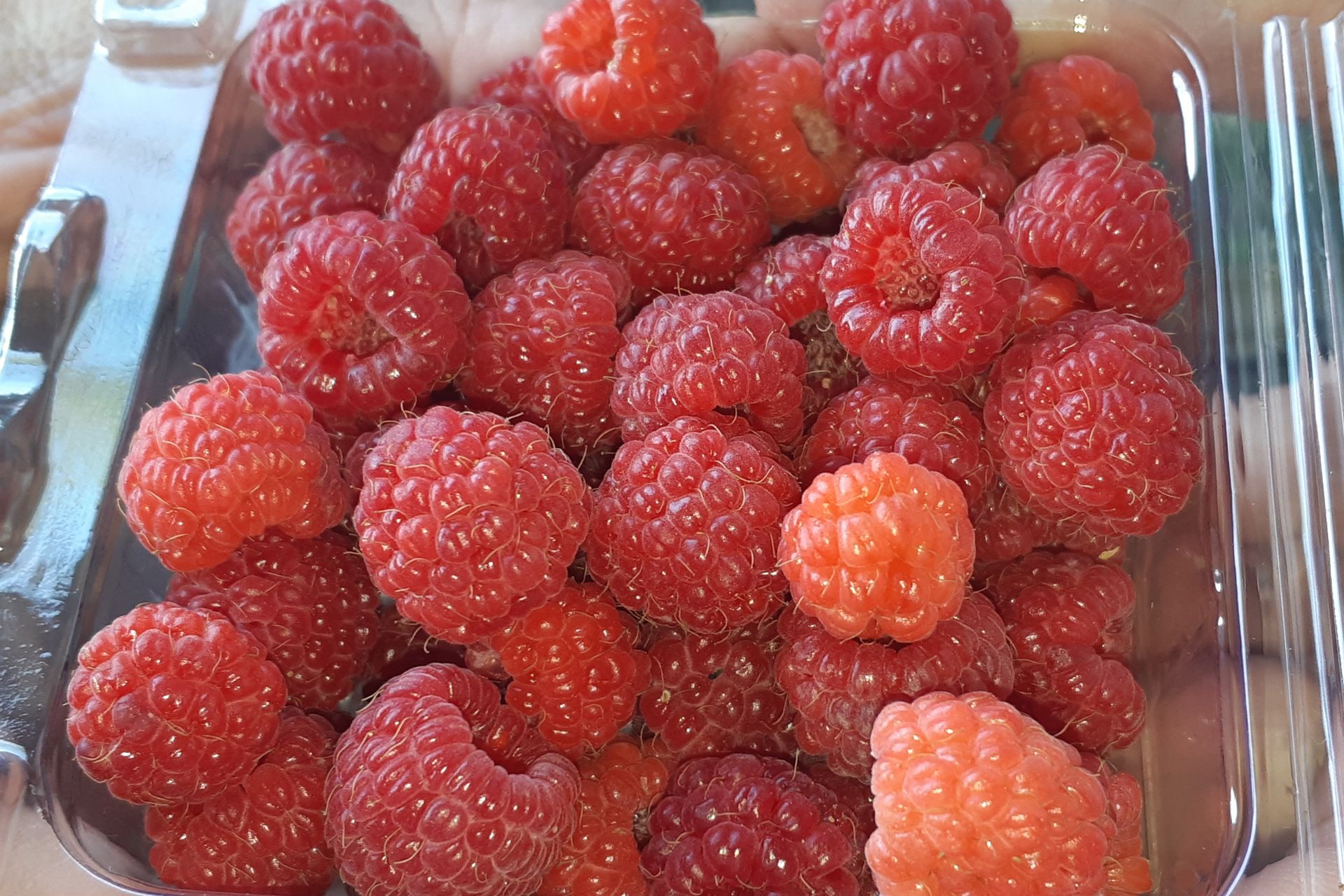 Fresh raspberry fruits