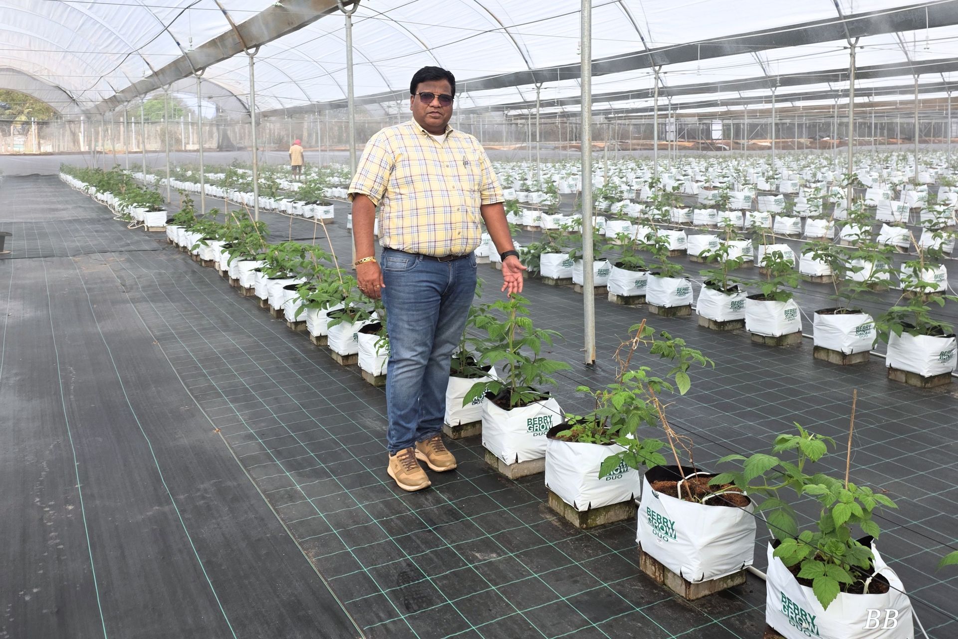 Plants in establishment stage  in raspberry cultivation