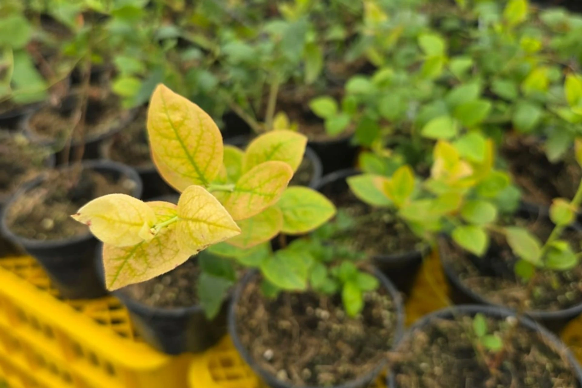 Iron Deficiency Symptoms: Yellowing of terminal blueberry leaves with dark green veins Interveinal chlorosis on young upper leaves of a blueberry plant indicating severe iron Fe deficiency