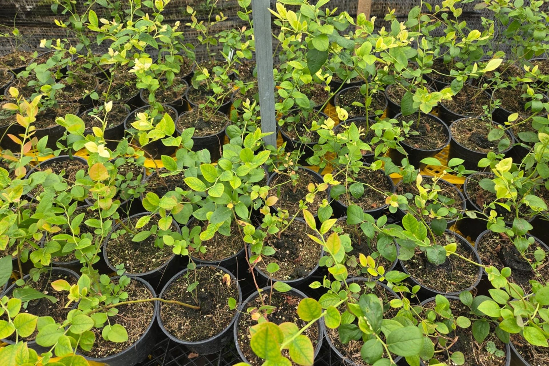 Visual Leaf Diagnosis: Iron-deficient blueberry leaves showing loss of chlorophyll iron deficient leaf with distinct interveinal chlorosis
