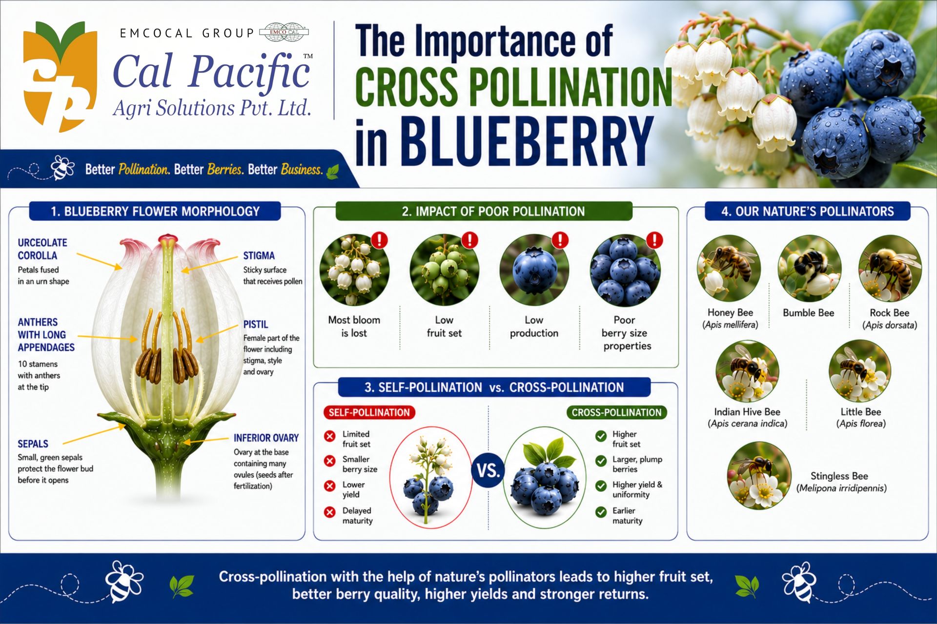 Blueberry pollination showing honey bees and bumble bees transferring pollen between Southern Highbush blueberry flowers to improve fruit set, berry size, and yield.