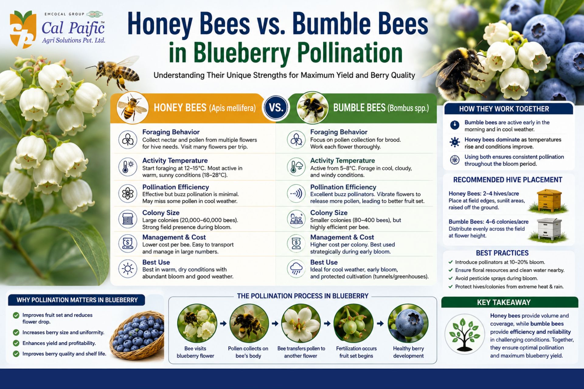 Educational infographic comparing honey bees (Apis mellifera) and bumble bees (Bombus spp.) in blueberry pollination, showing differences in foraging behavior, pollination efficiency, activity temperature, colony size, management practices, and their combined role in improving fruit set, berry size, yield, harvest timing, and fruit quality in commercial blueberry production.